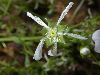 image of Limnanthes douglasii