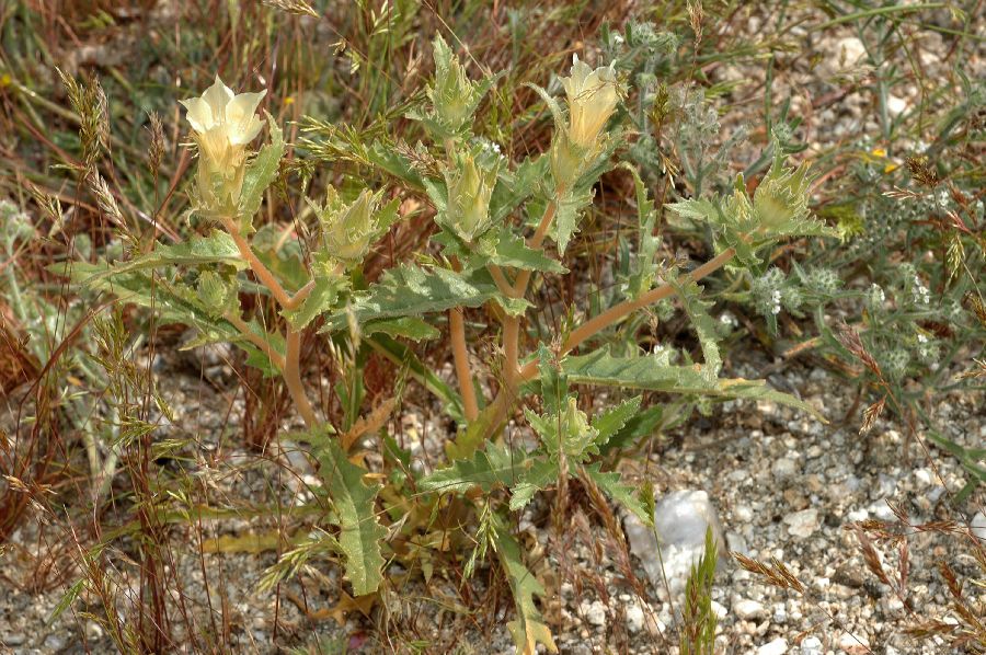 Loasaceae Mentzelia 