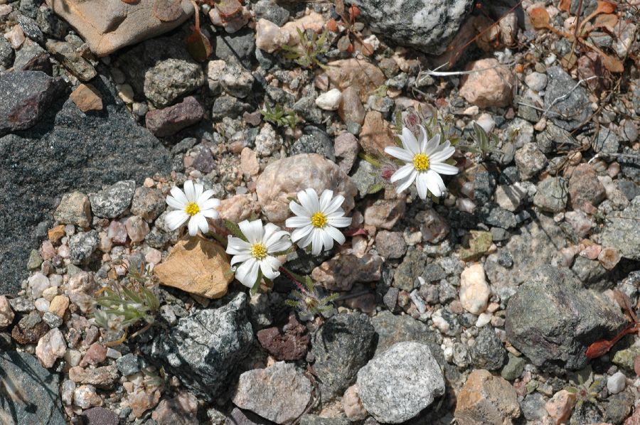 Asteraceae Monoptilon bellioides