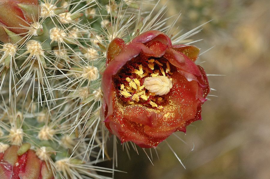 Cactaceae Opuntia acanthocarpa