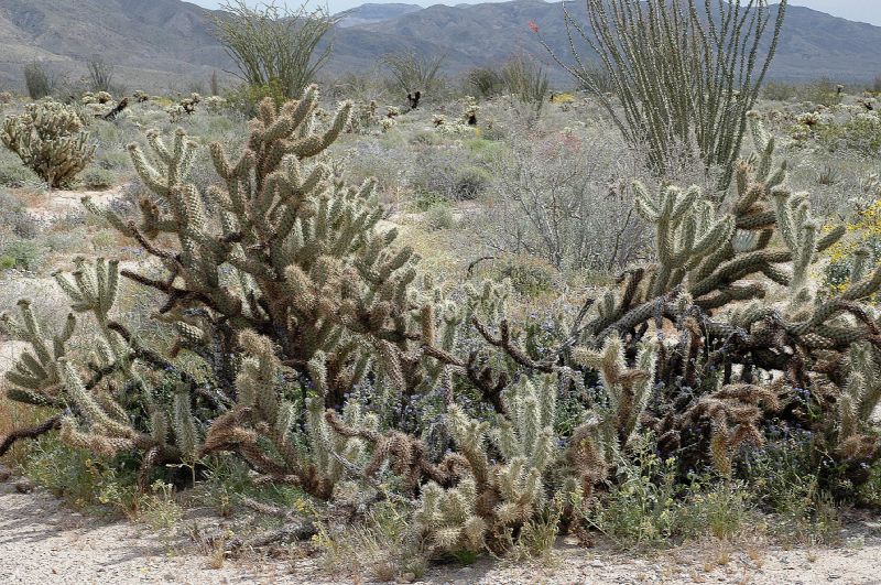 Cactaceae Opuntia acanthocarpa