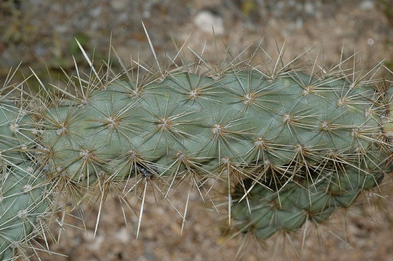 Cactaceae Opuntia acanthocarpa