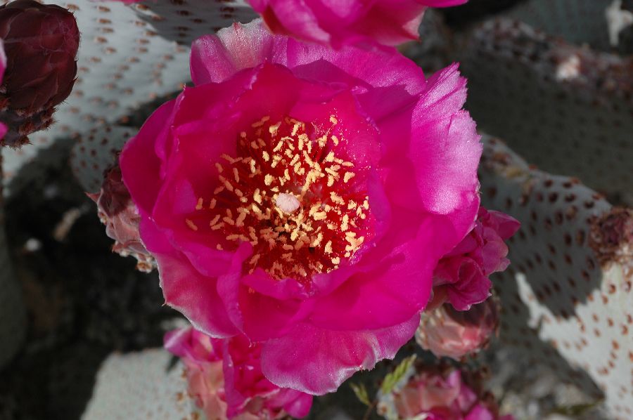 Cactaceae Opuntia basilaris