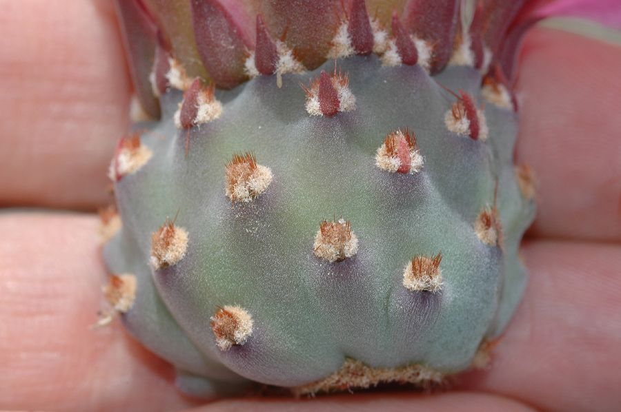 Cactaceae Opuntia basilaris