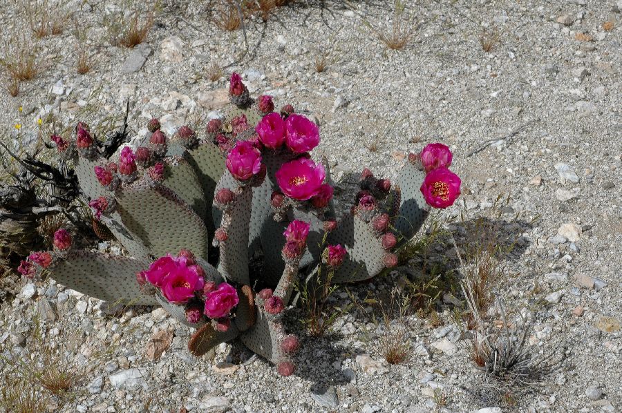 Cactaceae Opuntia basilaris