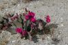 image of Opuntia basilaris