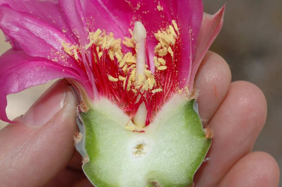 Cactaceae Opuntia basilaris