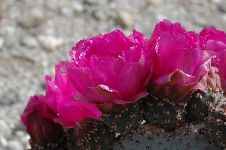 Cactaceae Opuntia basilaris