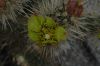 image of Opuntia echinocarpa