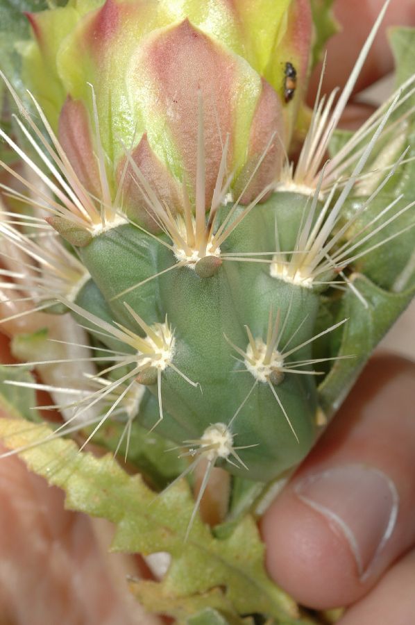 Cactaceae Opuntia echinocarpa