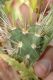 image of Opuntia echinocarpa