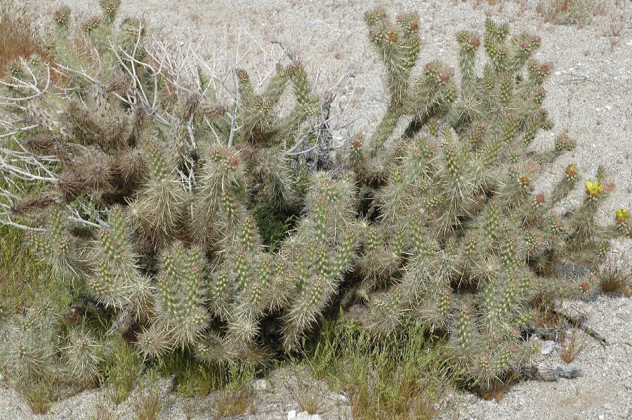 Cactaceae Opuntia echinocarpa