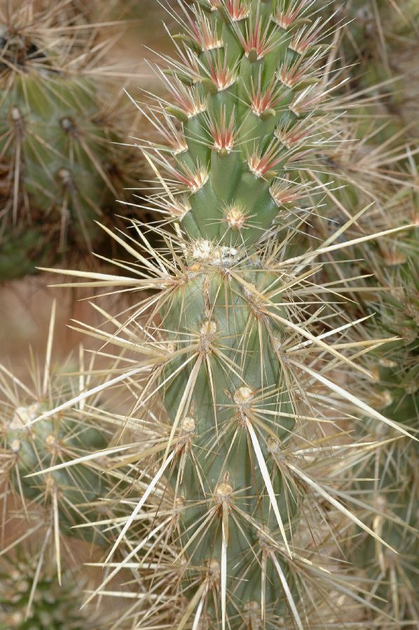 Cactaceae Opuntia echinocarpa