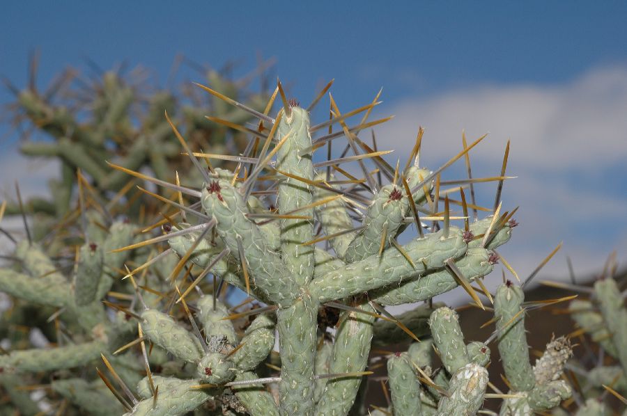 Cactaceae Opuntia ramosissima