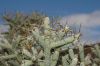 image of Opuntia ramosissima