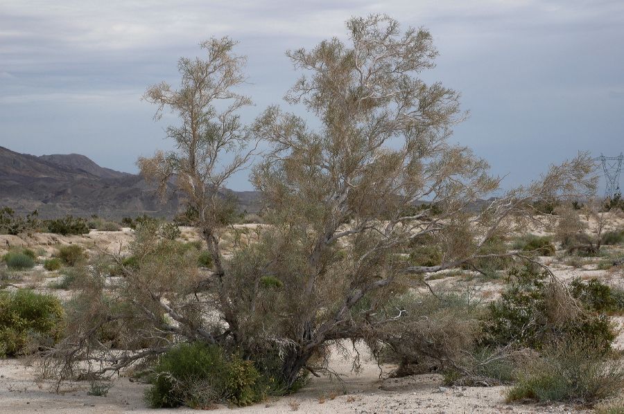 Fabaceae Psorothamnus spinosus