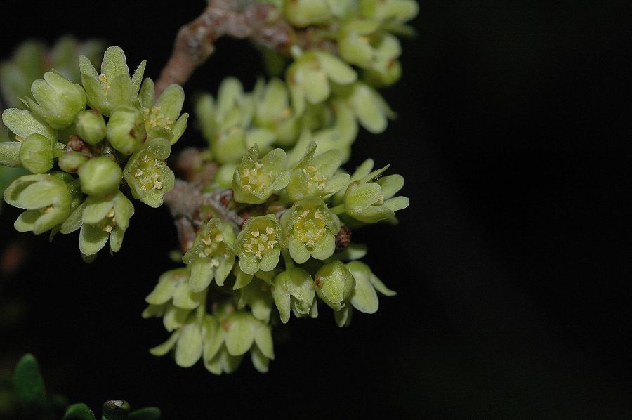 Anacardiaceae Rhus trilobata