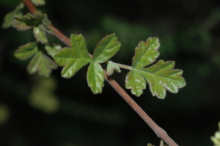 Anacardiaceae Rhus trilobata