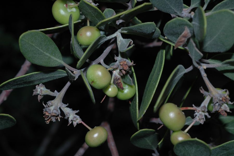 Ericaceae Arctostaphylos 