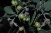 image of Arctostaphylos 