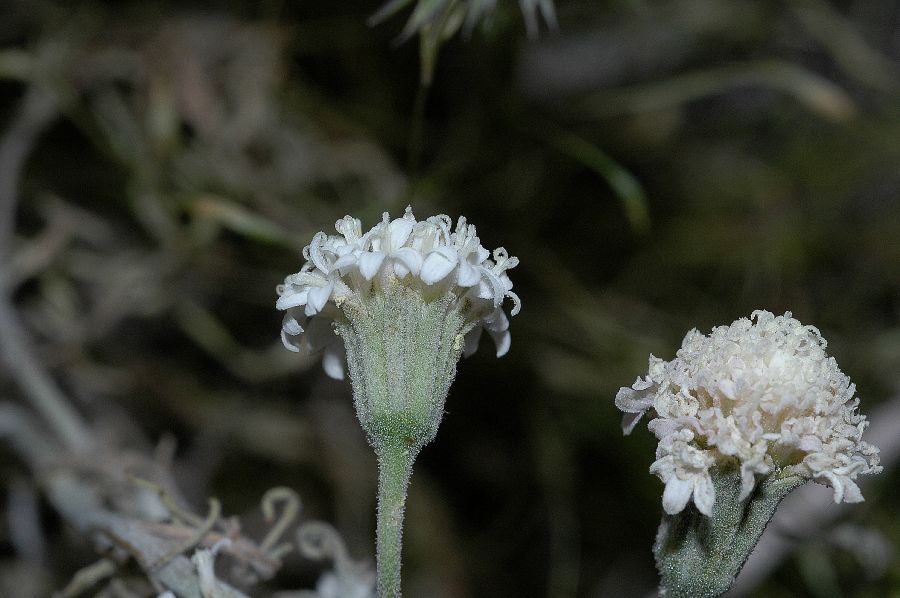 Asteraceae Chaenactis 