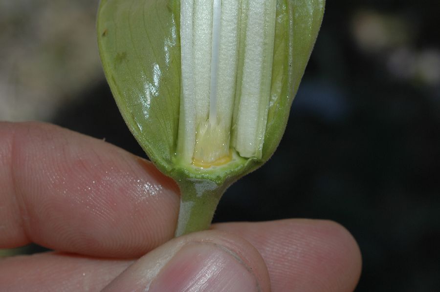 Solanaceae Datura stramonium