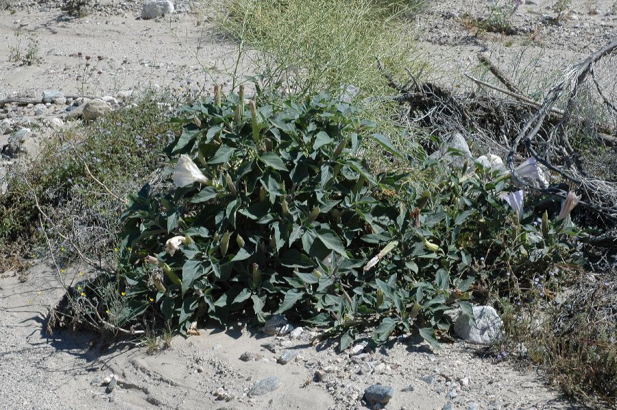 Solanaceae Datura stramonium