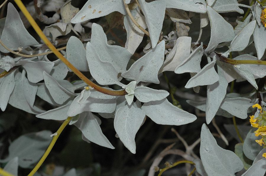 Asteraceae Encelia farinosa