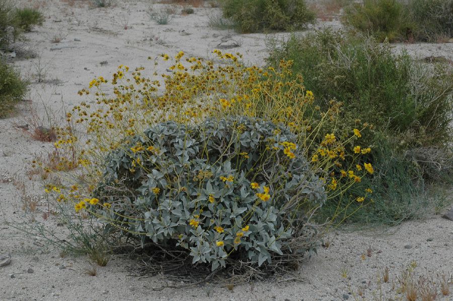 Asteraceae Encelia farinosa