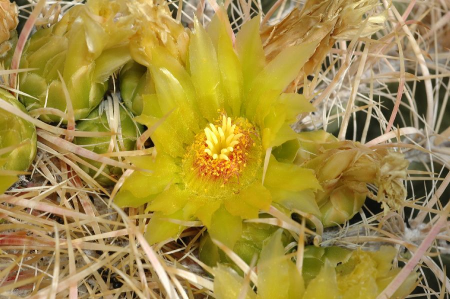 Cactaceae Ferocactus acanthoides