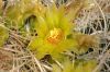 image of Ferocactus acanthoides