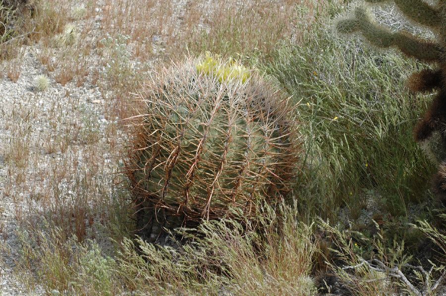 Cactaceae Ferocactus acanthoides