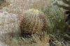 image of Ferocactus acanthoides