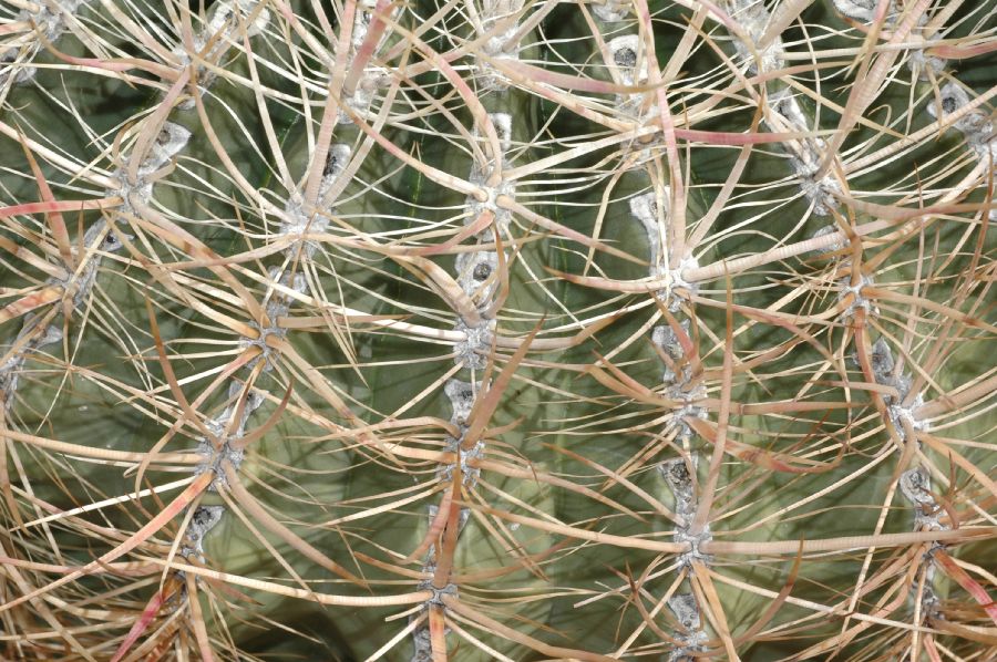 Cactaceae Ferocactus acanthoides