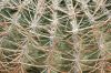 image of Ferocactus acanthoides