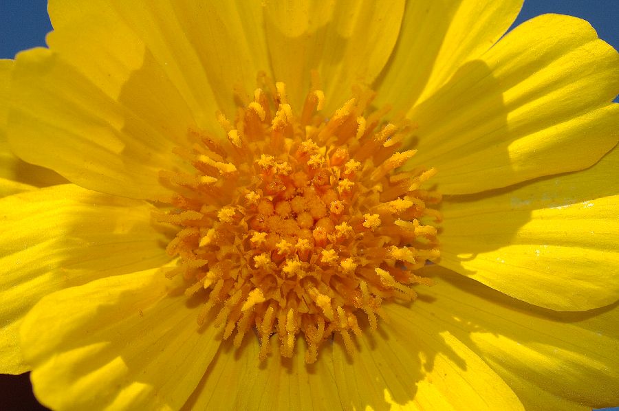 Asteraceae Geraea canescens