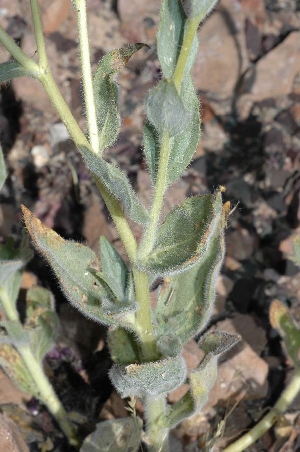 Asteraceae Geraea canescens