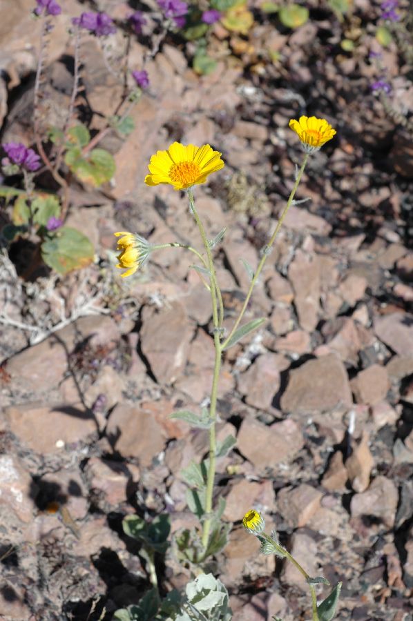 Asteraceae Geraea canescens