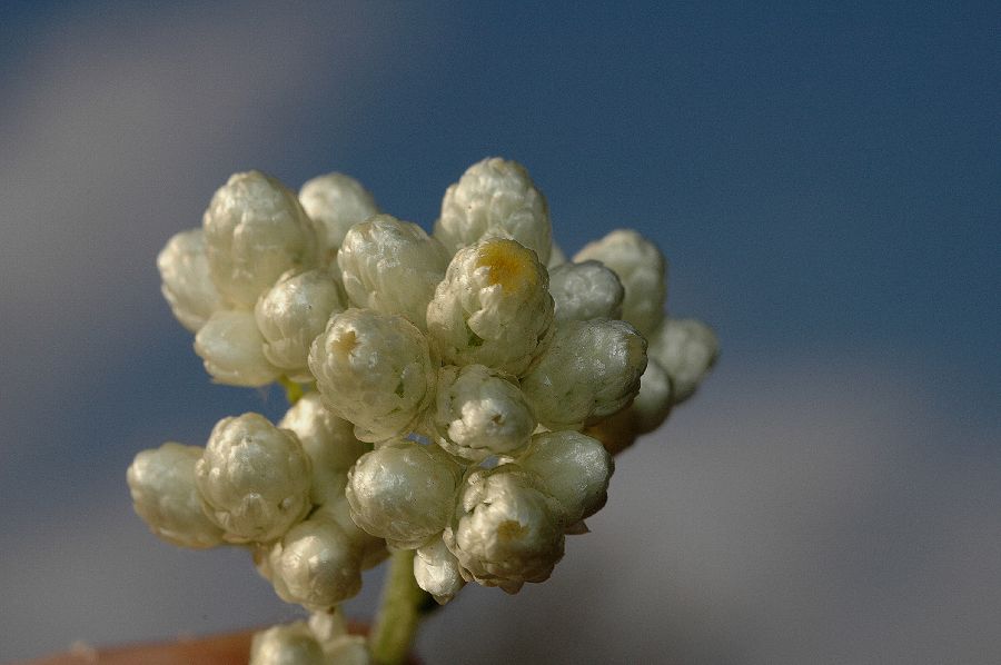 Asteraceae Gnaphalium californicum