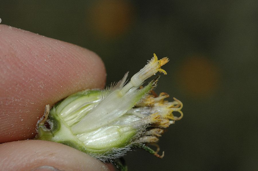 Asteraceae Encelia frutescens