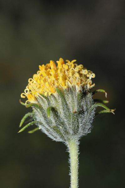 Asteraceae Encelia frutescens