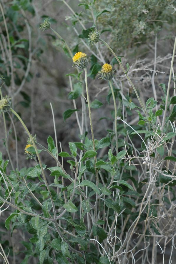 Asteraceae Encelia frutescens