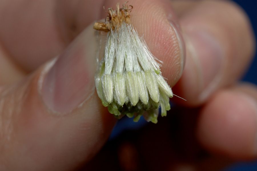 Asteraceae Ericameria linearifolia