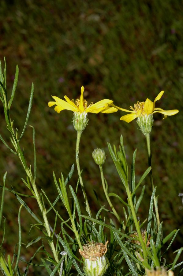 Asteraceae Ericameria linearifolia