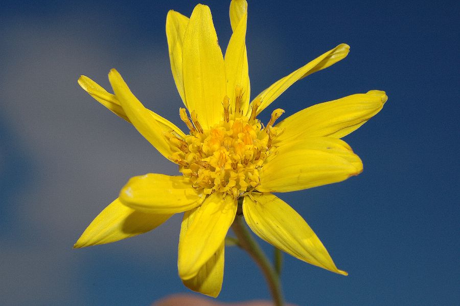 Asteraceae Ericameria linearifolia