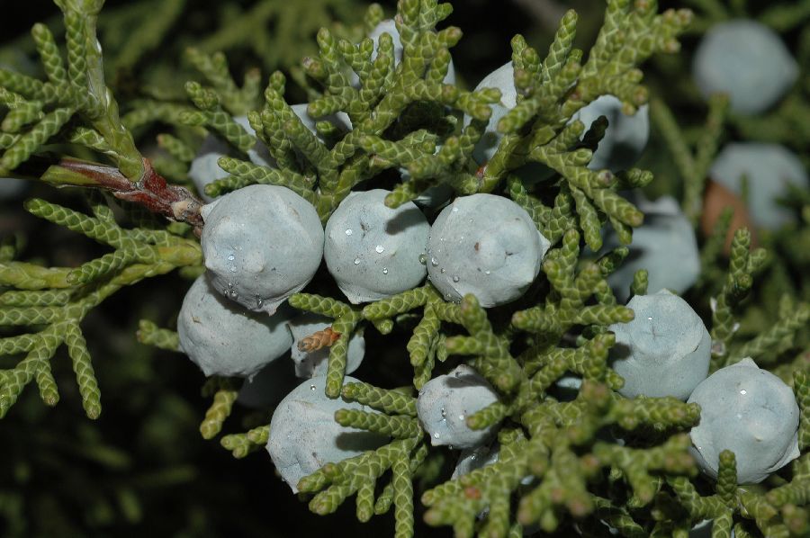 Cupressaceae Juniperus californica