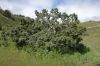 image of Juniperus californica