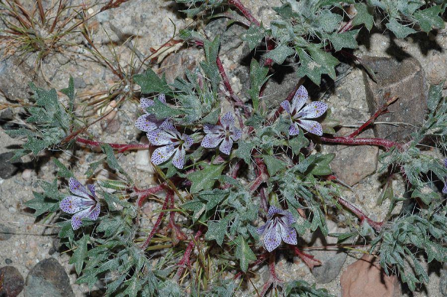 Polemoniaceae Langloisia punctata