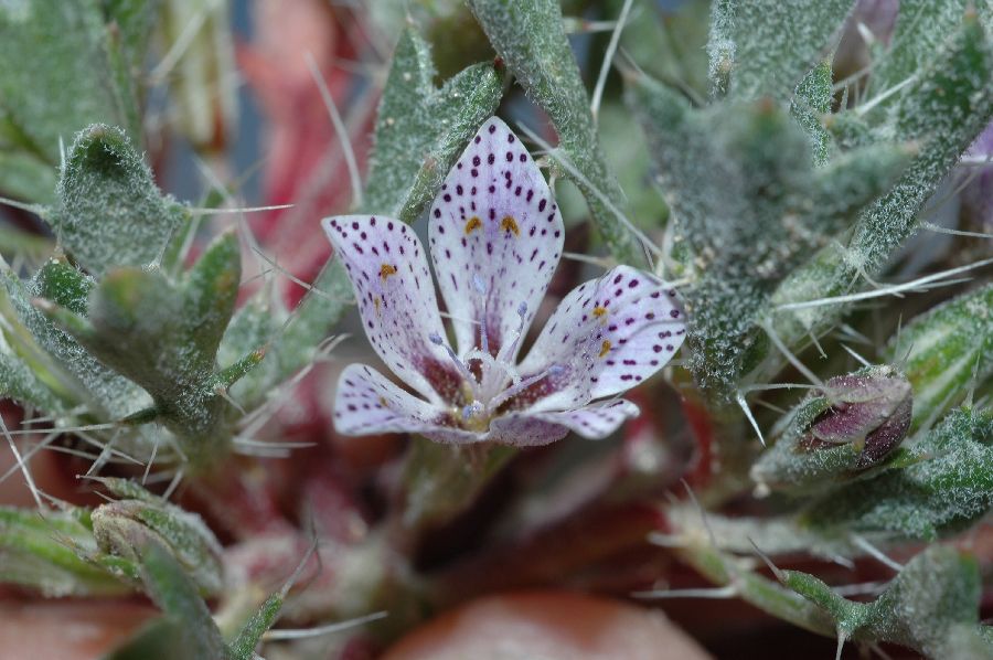 Polemoniaceae Langloisia punctata