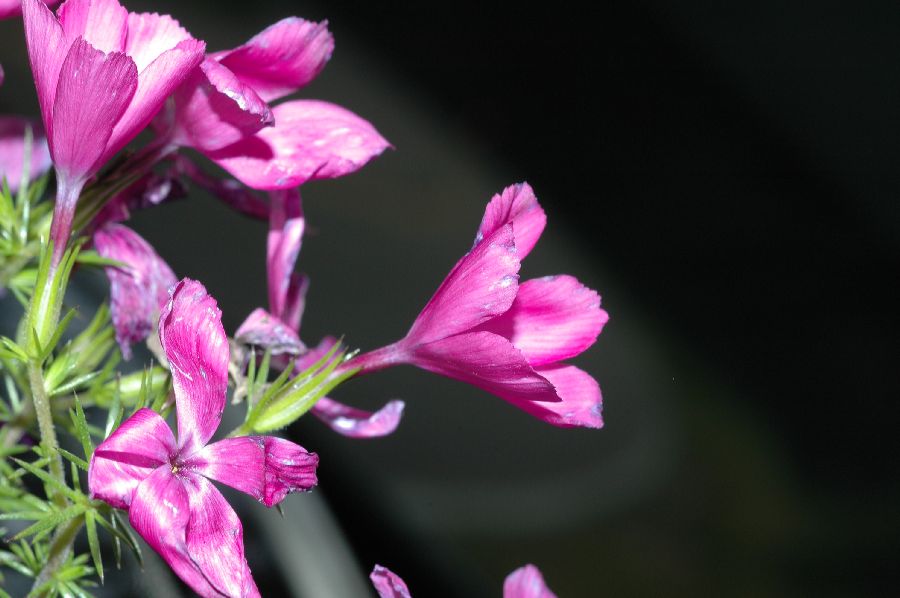 Polemoniaceae Leptodactylon californicum